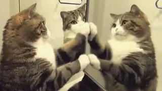 Cat in the mirror. Funny compilation.