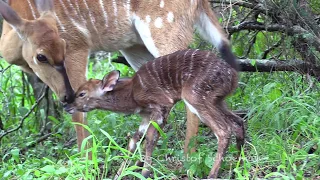 Baby Antelope's First Steps in the Wild
