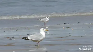 Красивая музыка . Море, волны.