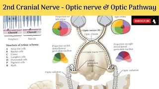 II Cranial Nerve - Optic Nerve | Formation| Relations | Optic Pathway | Clinical Anatomy