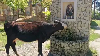 АБХАЗИЯ СЕГОДНЯ ПОЕЗДКА В ДРАНДЫ | ТЮРЬМА И ХРАМ | ЛУЧШИЕ ВИНА ДЕГУСТАЦИЯ СУХУМ