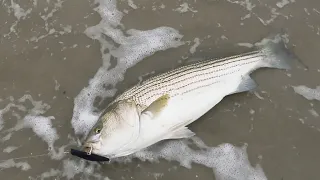 INSANE Striped Bass Bite In The Surf…Blitzing on Bunker pods!!!!