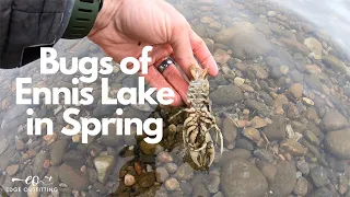 Bugs of Ennis Lake in Spring