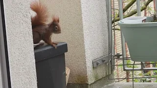 Tagträume🐿️Ein Verschlafener Sonntag