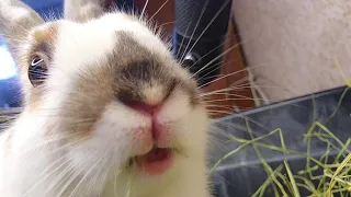 Rabbit eating ASMR