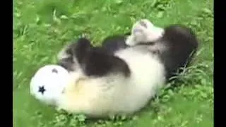 OMG it's so cute!   baby panda playing football