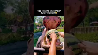 Hippo eating watermelon 🍉🍉