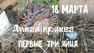 Дикая Утка. Первые три яйца. 18 Марта.