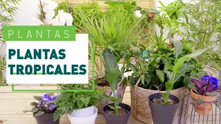 Plantas tropicales: cuidados y consejos | Plantas en VERDECORA