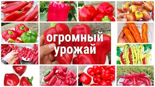 🌶Перец дал ОГРОМНЫЙ урожай🌶 Эксперимент удался🌶Как вырастить много перца🌶Секрет раскрыт🌶