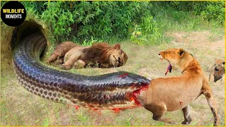 Lion Vs Hyenas Eats Prey Bitten By Black Mamba, What Painful Thing Happens Next? | Animal World