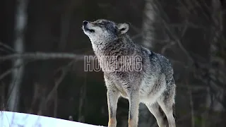 HOWLING FOR ONE HOUR!! Dogs and Wolves Non-Stop Awesome Sound Effects HD - 2023