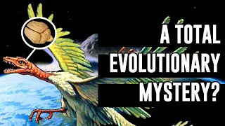 Why are birds the only surviving dinosaurs? How did they survive the asteroid impact?