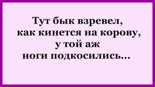 Как Бык Корову покрыл!     Отличный Смешной Анекдот!