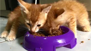 Very Hungry Kittens Eating Food, They Eat So Messy & Cute - Anak Kucing Lucu - Cats Meowing