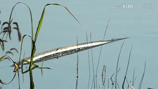 What is this? Unknown creature filmed in small man made lake in Colorado.