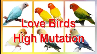 lovebirds mutations live