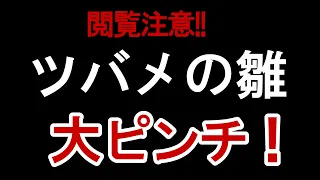 【閲覧注意!!】ツバメの雛　大ピンチ　ツバメ雛11