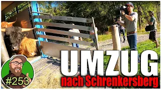 FarmVlog 253: Umzug der Tiere - Die Fernsehkamera ist live dabei! | Bullen fangen