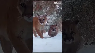 Mother mountain lion, 3 kittens seen on trail camera