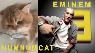 Num Num Cat TikTok vs Eminem  MASHUP 🐈😹🥄