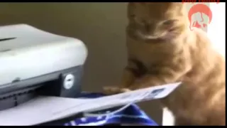 Cats vs printers - Funny cat compilation 2015