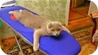 ПРИКОЛЫ с кошками, смеялся до слез! #3 //   Funny Cats Video