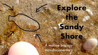 Explore the Sandy Shore | When the Tide Retreats | Mini Documentary | ep1
