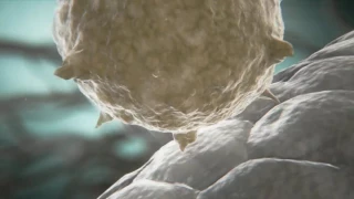 ¿Cómo actúa el dengue virus?