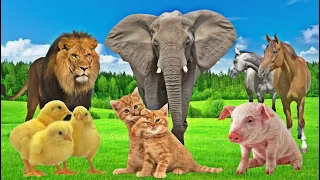 Wild animal sounds, familiar animals: Elephant, dog, horse, cow, cat