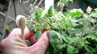 How To Pollinate Aerogarden Tomatoes