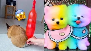 Funny and Cute Dog Pomeranian 😍🐶| Funny Puppy Videos #210