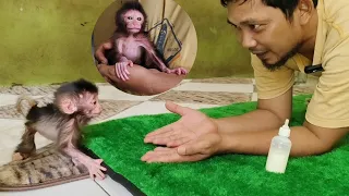 Spoiled and adorable baby monkey, newborn baby monkey Nomi