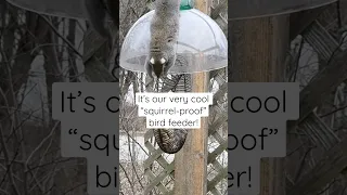 “Squirrel-proof” bird feeder #shorts