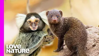 Tiny Marmoset Monkey Obsessed With Fierce Mongooses