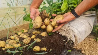 The best yield of potatoes so far - plant them this way!!