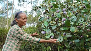 “桃金孃”兒時味道的野果，阿婆摘回泡了2個月，國慶拿出跟孫子同飲Grandma uses wild fruits to make traditional Chinese food｜广西 美食｜玉林阿婆