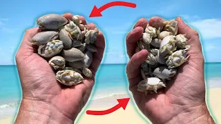 How to CATCH FISTS FULL of SAND FLEAS in MINUTES!