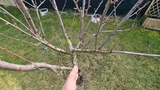 Plum tree pruning for beginner gardeners