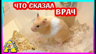 СПАСЕНИЕ ХОМЯКА /  ХОМКИ НАДО РОЖАТЬ  / ОПЯТЬ ХОМЯЧАТА / Alisa Easy Pets