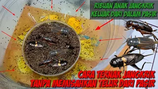 Tutorials! how to raise crickets without separating the eggs from the sand