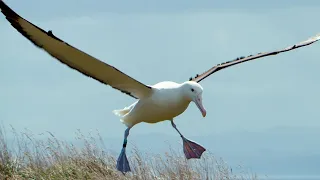 Albatrosses Use Their Nostrils To Fly | Nature's Biggest Beasts | BBC Earth