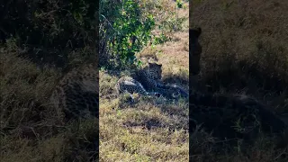 Leopard Eats A Mongoose! #Wildlife | #ShortsAfrica