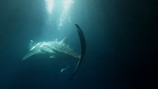 Snorkelling with whale sharks at night