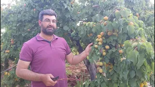 BADEM AĞACINA ŞEKERPARE AŞISI:YONGA ve (T) AŞI UYGULAMASI.