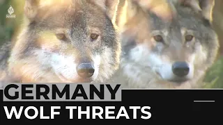 German farmers concerned about livestock amid rising wolf attacks