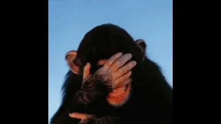 Monkey Business (Instrumental)