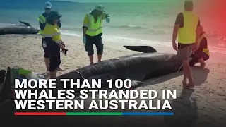 More than 100 pilot whales stranded in Western Australia | ABS-CBN News