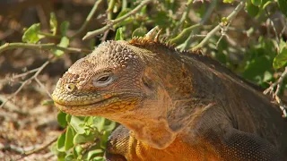 El Encanto del Azul Profundo – América Del Sur. HD Español