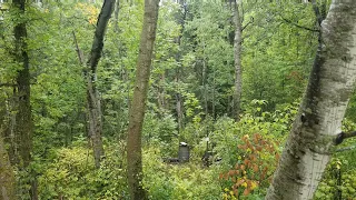 Minnesota Bear hunt . Death Roar